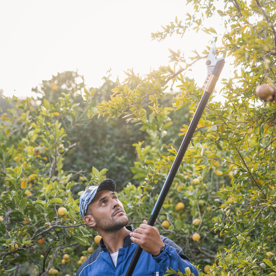 Picture of CAMPAGNOLA - Stark 160 v1 - Elektromos magassági ágvágó készlet